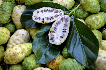 exotic fruit  great morinda, Indian mulberryの写真素材