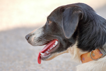 dog showing its tongue and teethの写真素材
