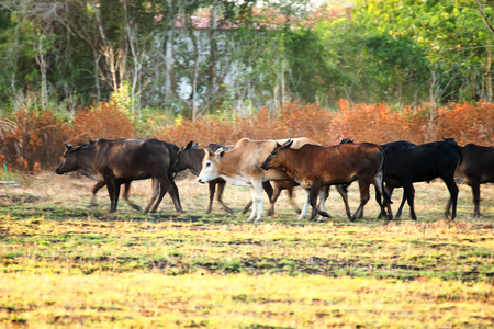 Movement and blur the oxen were running on a meadow in the evening.の写真素材