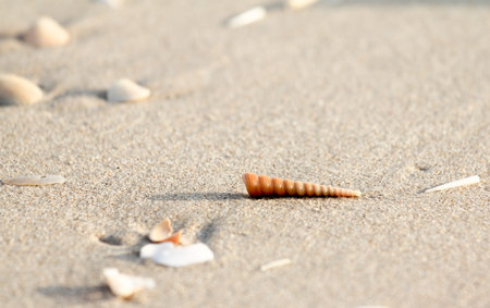 Shells on the sand at the beach.
