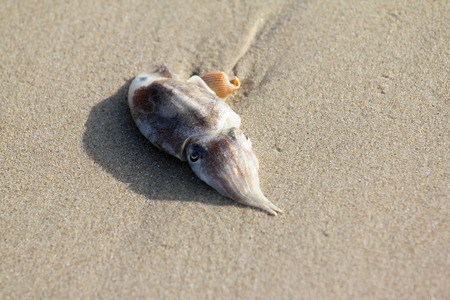 Octopus on the beach in the morning.の写真素材
