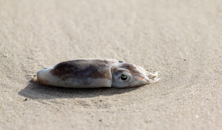 Octopus on the beach in the morning.の写真素材