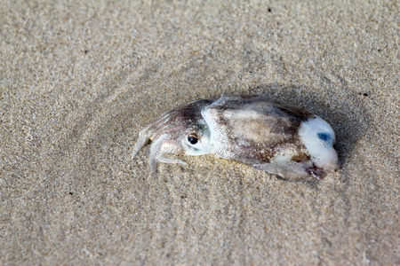 Octopus on the beach in the morning.の写真素材