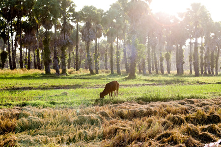 Palmyra palm with cow in green field.の写真素材