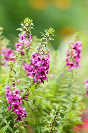 Forget me not flower background.の写真素材
