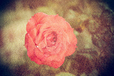 art rose flower of sand pattern background.の写真素材