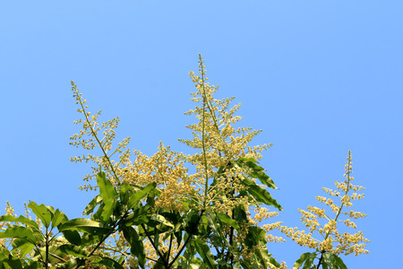 Mango flower with blue sky background.の写真素材