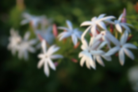 Blurry background white color flower.の写真素材