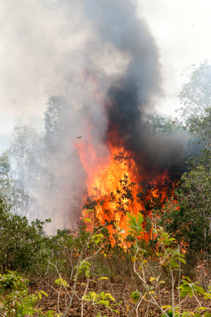 Forest fires in the daytime : flame, smoke, ash, trees and sky.の写真素材