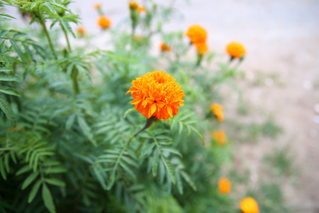 Marigold flowers on tree in the morningの写真素材