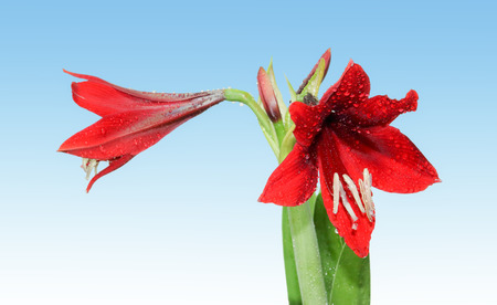 Amaryllis Flower in blue and white Backgroundの写真素材