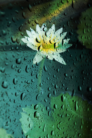 Blurry lotus flower  With rain drops on the glassの写真素材