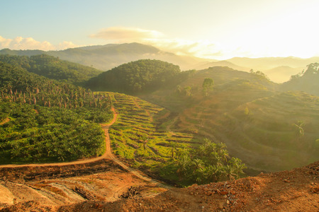 Agricultural areas For planting oil palm in the morning.の写真素材