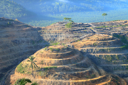 Agricultural areas For planting oil palmの写真素材