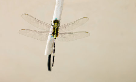 Dragonfly on Cable and wall background