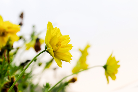 cosmos flowers field backgroundの写真素材