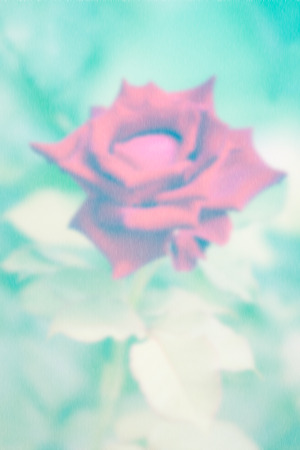 blurred rose flower with falling rain backgroundの写真素材
