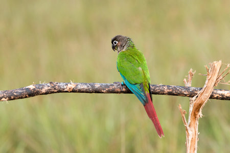 Bird,Sun conure parrot on the background of nature.