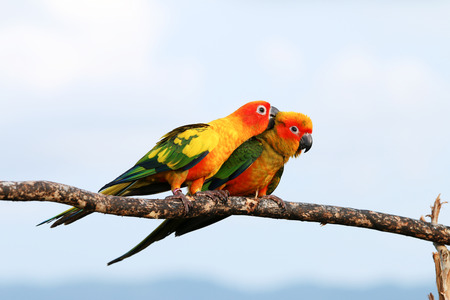 Bird,Sun conure parrot on the background of nature.の写真素材