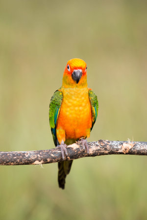 Bird,Sun conure parrot on the background of nature.