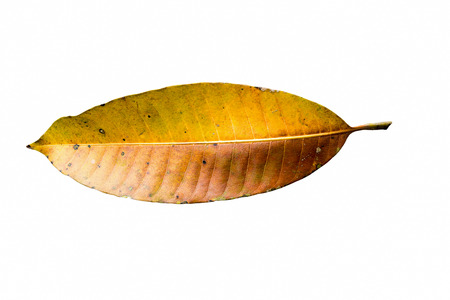 Mango leaf brown and yellow. On a white backgroundの写真素材