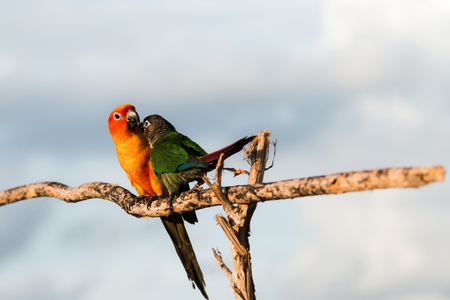 Bird,Sun conure parrot on the nature background.の写真素材