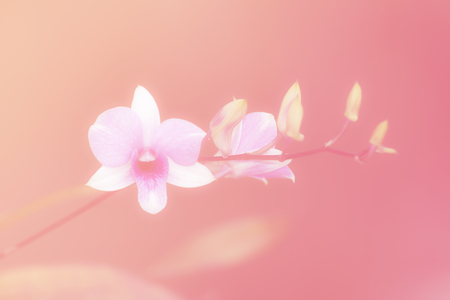 blurred Orchid flower with pink  and vintage filter backgroundの写真素材