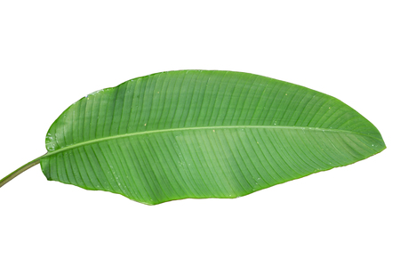 Banana leaf on a white background.の写真素材