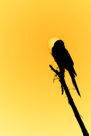 Silhouette bird on a branch.の写真素材
