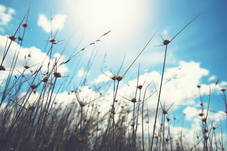blurred grass flower background with style vintageの写真素材