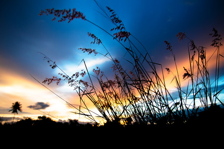 blurred grass flower in sky evening backgroundの写真素材