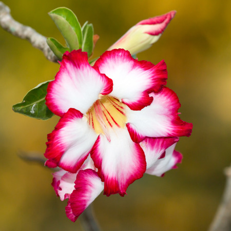 Floral , desert rose flower background.(Sun light in the morning)の写真素材