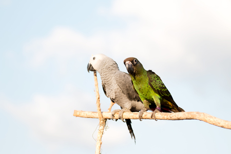 Parrot on nature  background  in the evening.の写真素材