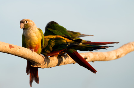 Parrot on nature  background  in the evening.の写真素材