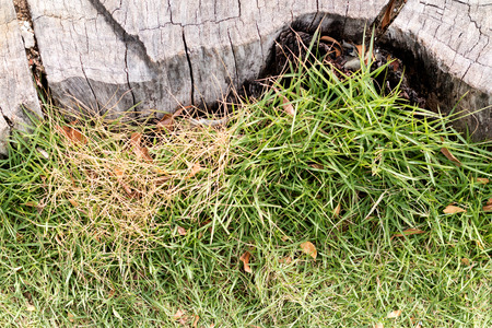 green grass backgroundの写真素材