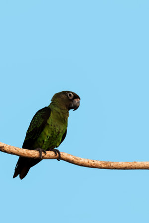 Parrot on nature  background  in the evening.