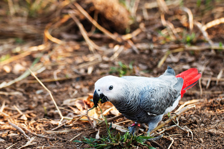 Parrot on the ground in the evening.の写真素材