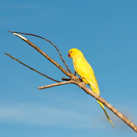 Parrot on nature  background  in the evening.の写真素材