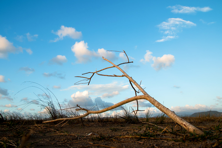 Dry twigs on sky background in the eveningの写真素材