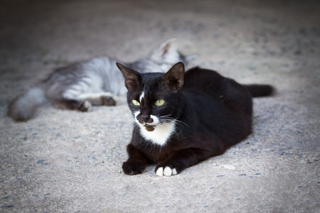 Black cat lying on the groundの写真素材