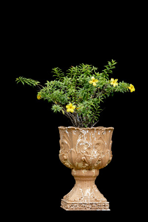 Allamanda, Common allamanda, Golden trumpet, Golden trumpet vine, Yellow bellの写真素材