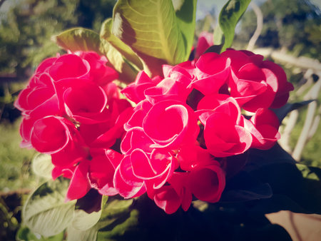 Vintage flowers  background