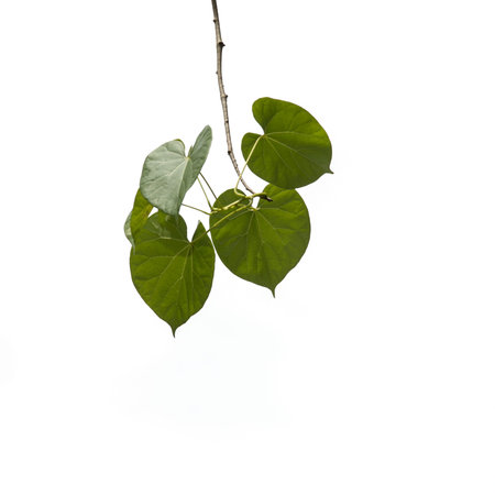 green leaf on white sky background.