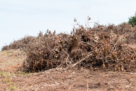 area adjustment for rubber plantation in thailand at daytime.の写真素材