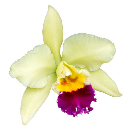 Orchid flower on white backgroundの写真素材
