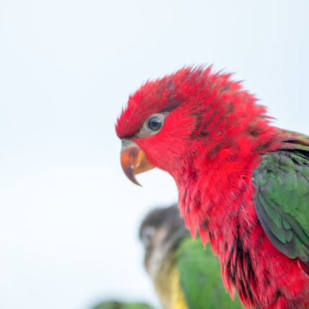 face of Parrot nature in the evening.
