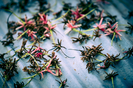 Flowers withered on zinc floor style vintage.