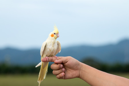 Parrot on hand background nature in the evening.の写真素材