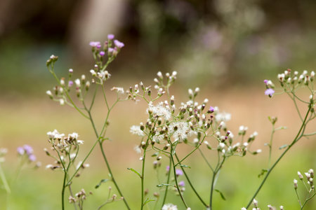 Grass flower and sun light in the morning.