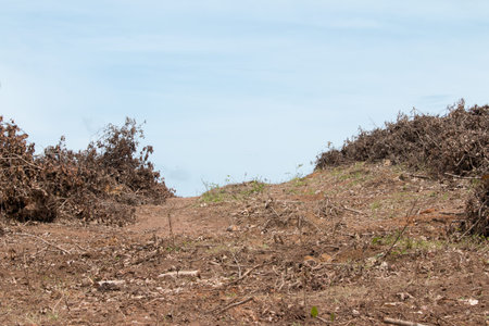 area adjustment for rubber plantationの写真素材